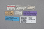 2819304 Brouniellum majus ST  labels IN