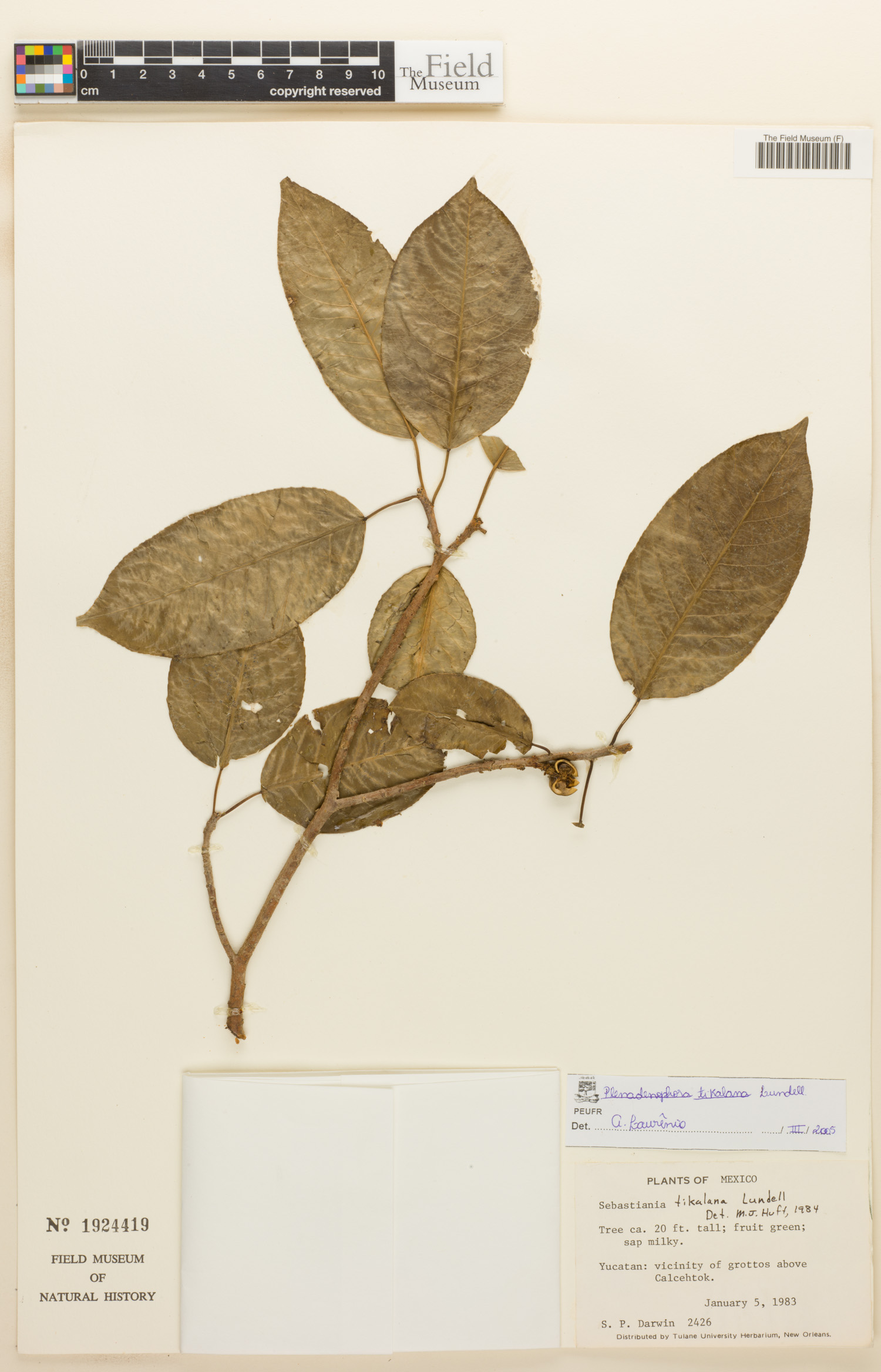 Pleradenophora image