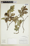Sebastiania obtusifolia Pax & K. Hoffm., PERU, F