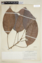 Rhodothyrsus macrophyllus (Ducke) Esser, COLOMBIA, F