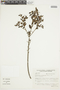 Sebastiania glandulosa (Mart.) Pax, BRAZIL, F