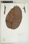 Helicostylis tomentosa (Poepp. & Endl.) Rusby, PERU, F