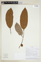 Helicostylis tomentosa (Poepp. & Endl.) Rusby, SURINAME, F