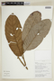 Helicostylis tomentosa (Poepp. & Endl.) Rusby, BOLIVIA, F