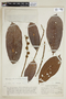 Helicostylis tomentosa (Poepp. & Endl.) Rusby, VENEZUELA, F