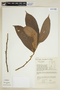 Helicostylis tomentosa (Poepp. & Endl.) Rusby, COLOMBIA, F