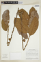 Helicostylis tomentosa (Poepp. & Endl.) Rusby, BRAZIL, F