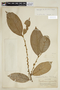 Helicostylis tomentosa (Poepp. & Endl.) Rusby, PERU, F