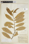 Helicostylis tovarensis (Klotzsch & H. Karst.) C. C. Berg, COLOMBIA, F