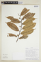Helicostylis tovarensis (Klotzsch & H. Karst.) C. C. Berg, ECUADOR, F