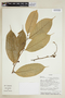Helicostylis tovarensis (Klotzsch & H. Karst.) C. C. Berg, ECUADOR, F