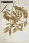 Helicostylis tovarensis (Klotzsch & H. Karst.) C. C. Berg, PERU, F