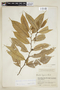 Helicostylis tovarensis (Klotzsch & H. Karst.) C. C. Berg, COLOMBIA, F