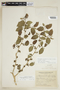 Maclura tinctoria subsp. mora (Griseb.) Vázq. Avila, PARAGUAY, F
