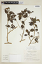 Maclura tinctoria subsp. mora (Griseb.) Vázq. Avila, ARGENTINA, F
