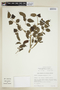 Maclura tinctoria subsp. mora (Griseb.) Vázq. Avila, PARAGUAY, F