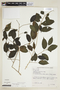 Maclura tinctoria (L.) D. Don ex Steud. subsp. tinctoria, BRAZIL, F