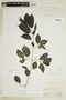 Maclura tinctoria (L.) D. Don ex Steud. subsp. tinctoria, BRAZIL, F