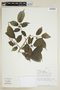 Maclura tinctoria (L.) D. Don ex Steud. subsp. tinctoria, PERU, F