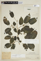 Maclura tinctoria (L.) D. Don ex Steud. subsp. tinctoria, PERU, F