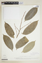 Maquira coriacea (H. Karst.) C. C. Berg, COLOMBIA, F