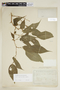 Morus celtidifolia Kunth, BOLIVIA, F