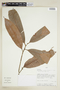 Naucleopsis concinna (Standl.) C. C. Berg, PERU, F