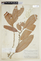 Naucleopsis concinna (Standl.) C. C. Berg, BRAZIL, F