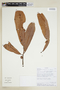 Naucleopsis francisci C. C. Berg & Homeier, ECUADOR, F