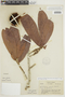 Naucleopsis ulei (Warb.) Ducke, BRAZIL, F