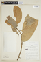 Naucleopsis glabra Baill., PERU, F