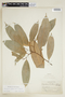 Naucleopsis glabra Baill., PERU, F