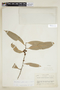 Naucleopsis glabra Baill., BRAZIL, F