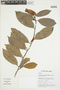 Naucleopsis guianensis (Mildbr.) C. C. Berg, FRENCH GUIANA, F