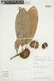 Naucleopsis imitans (Ducke) C. C. Berg, PERU, F