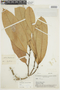 Naucleopsis imitans (Ducke) C. C. Berg, BRAZIL, F