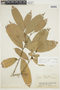 Naucleopsis inaequalis (Ducke) C. C. Berg, BRAZIL, F
