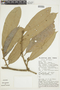 Naucleopsis krukovii (Standl.) C. C. Berg, PERU, F