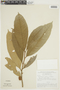 Naucleopsis krukovii (Standl.) C. C. Berg, BRAZIL, F