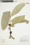 Naucleopsis krukovii (Standl.) C. C. Berg, BOLIVIA, F