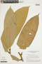 Naucleopsis macrophylla Miq., BRAZIL, F