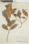Naucleopsis mello-barretoi (Standl.) C. C. Berg, BRAZIL, F