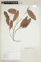 Naucleopsis oblongifolia (Kuhlm.) Carauta, BRAZIL, F