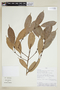Naucleopsis oblongifolia (Kuhlm.) Carauta, PERU, F
