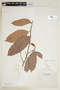 Naucleopsis oblongifolia (Kuhlm.) Carauta, BRAZIL, F