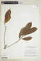 Naucleopsis ternstroemiiflora (Mildbr.) C. C. Berg, BRAZIL, F