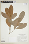 Naucleopsis ternstroemiiflora (Mildbr.) C. C. Berg, BRAZIL, F