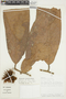 Naucleopsis ulei (Warb.) Ducke, PERU, F