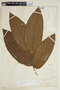 Perebea mollis subsp. mollis, BRAZIL, F