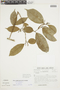 Trophis racemosa (L.) Urb., VENEZUELA, F
